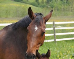 broodmare Natascha VII (KWPN (Royal Dutch Sporthorse), 1995, from Wolfgang)