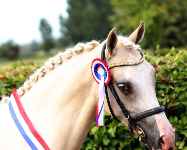 dressage horse Isabella du Bois (Nederlands Rijpaarden en Pony, 2016, from Goldstar du Bois)