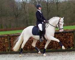 stallion Goldstar du Bois (German Riding Pony, 2012, from Golden Rock)