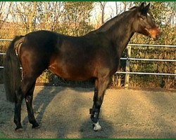 broodmare K-Nostra (Holsteiner, 1995, from Cor de la Bryère)