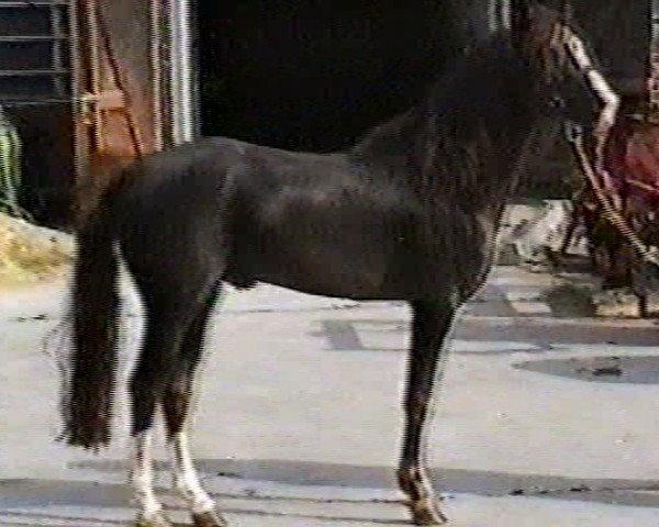 stallion Wortley Magic (Welsh-Pony (Section B), 1988, from Ernford Benjamin)