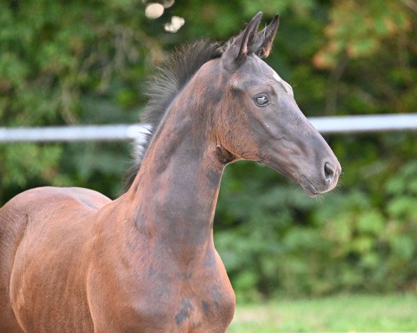 dressage horse Fürst Zonikie (German Sport Horse, 2022, from Fürst Zonik PS)