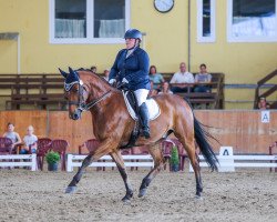 dressage horse Fürst Finjo Kzi (Swiss Warmblood, 2011, from Flatrate)