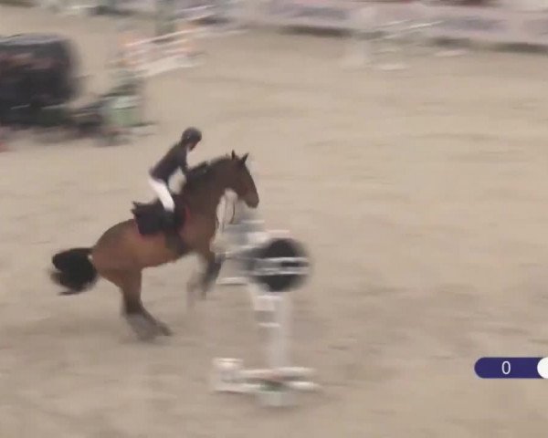 Video of Mirtosardo