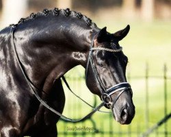 stallion Toto's Boy (Oldenburg, 2013, from Totilas)