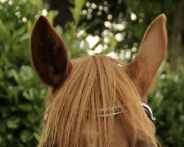 dressage horse Grandessa 414 (German Riding Pony, 2015, from Going East)