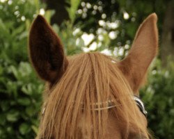 dressage horse Grandessa 414 (German Riding Pony, 2015, from Going East)