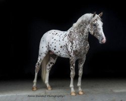 Deckhengst Total Misterious Spotlight-B (Appaloosa,  , von Toto's Boy)