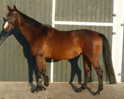 broodmare Nupafeed's Minerva (Westphalian, 1994, from Mon Chèri)