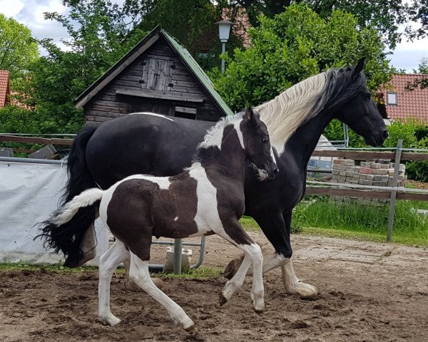 horse Bürgerhoffs Smoke on the Water (Pinto, 2022, from Sunny Boy)