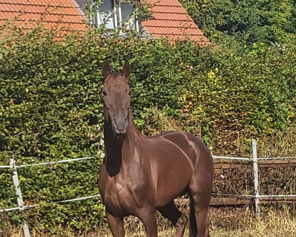 broodmare Bonny (Hanoverian, 2010, from Brentano II)