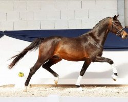 jumper Wojnar Cool Reflection (German Riding Pony, 2019, from Venustas Cool Edition)