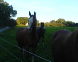 dressage horse Diva de la Luna (Westfale, 1997, from D'Accord)