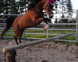 horse Lea (Arabian thoroughbred, 2003, from Samal-Shai EAO)