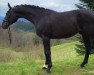 dressage horse Sid (Hanoverian, 2018, from San Amour I)