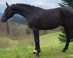 dressage horse Sid (Hanoverian, 2018, from San Amour I)