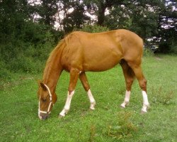 Dressurpferd Soul of Purity (Andalusier bzw/Pferde reiner spanischer Rasse, 2009)