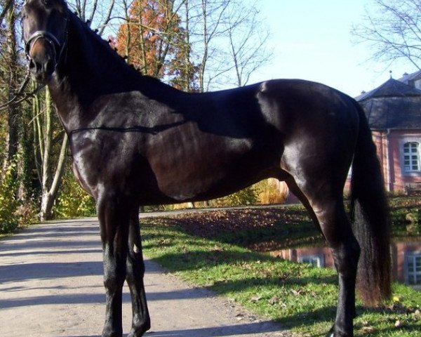 stallion Undomiel af Nor (Knabstrupper, 2006, from Ursus af Norholm)