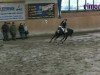 jumper Donni Donato (German Riding Pony, 2003, from Doolittle)