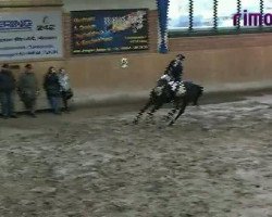 jumper Donni Donato (German Riding Pony, 2003, from Doolittle)