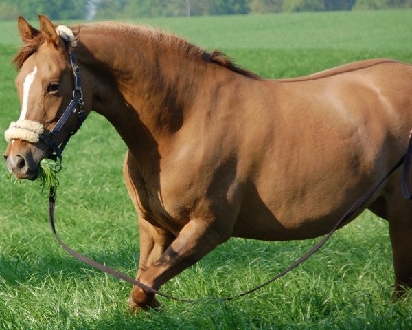 broodmare dudl (Westphalian, 2000, from FS Don't Worry)