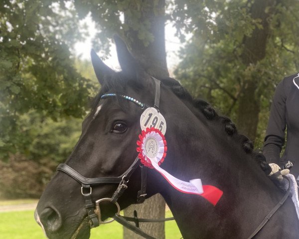 dressage horse Deluxe Champion Fritz (German Riding Pony, 2016, from Don Dino L)