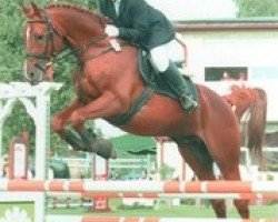 jumper Sabiel (German Sport Horse, 2002, from Galib ben Afas ox,1273)