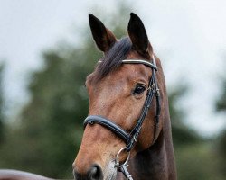 jumper Kenobi (Oldenburg show jumper, 2014, from Balous Bellini)