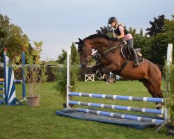 jumper Charly 1754 (German Sport Horse, 2017, from Cartiano 3)