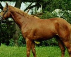 stallion Cenzor Zeusz W (Kisber-Felver, 1998, from Cenzor 2424 HUN)