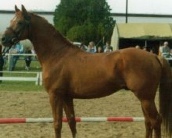 stallion 3384 Ozora II Aramisz (Kisber-Felver, 1994, from 2442 Verőcemaros Ozora Árvácska-82)