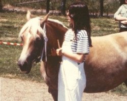 broodmare Heidi (Haflinger, 1974, from 413 Hoferbe)