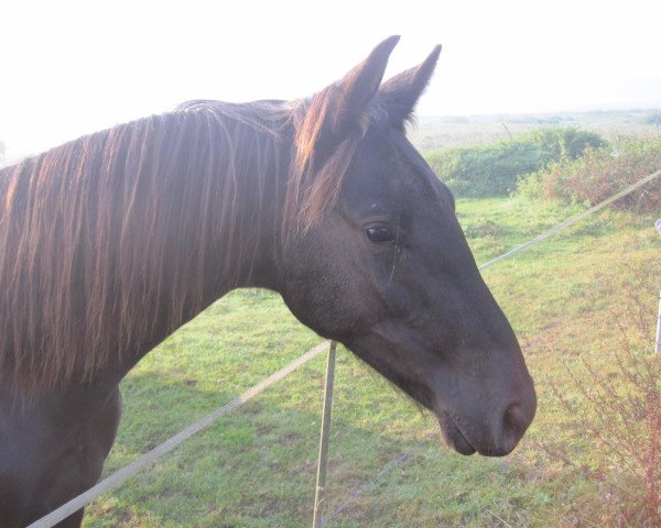 dressage horse Fridolin 365 (Hanoverian, 2010, from Fuerst Rousseau)