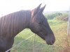 dressage horse Fridolin 365 (Hanoverian, 2010, from Fuerst Rousseau)