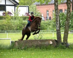 jumper Hermine 99 (Trakehner, 2011, from Polarion)