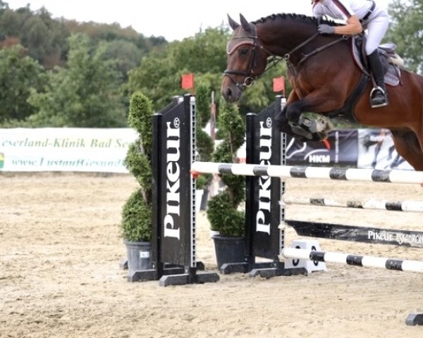 jumper Kanwel Zeldenrust Z (Zangersheide riding horse, 2015, from Kannan)