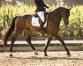 dressage horse Rocknatz (Westphalian, 2016, from Rock Forever NRW)