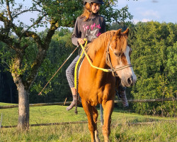 stallion Clyde Paf (German Riding Pony, 1989, from Comeback)