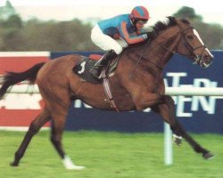 stallion Black Sam Bellamy xx (Thoroughbred, 1999, from Sadler's Wells xx)