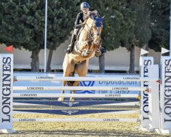 jumper Soendervangs Unikum (Danish Warmblood, 2014, from Untouchable)