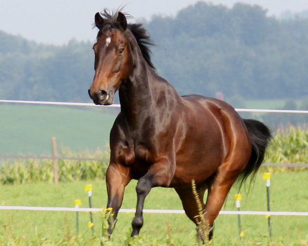 Pferd Lancers Little Snoop (Appaloosa, 2002, von Licorice Lancer)