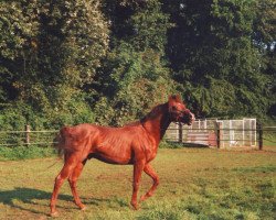 stallion De Crillon xx (Thoroughbred,  , from Pennine Walk xx)