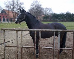 dressage horse Deinhard's Figaro (Oldenburg, 2003, from Depardieu 11)