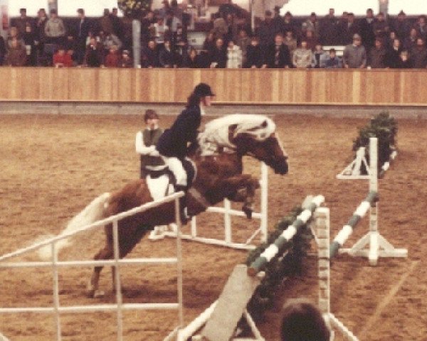 stallion Markus (Haflinger, 1974, from Mandler I)