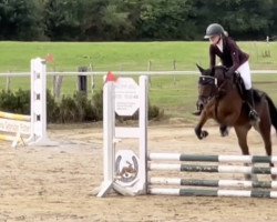 dressage horse Brynarcal Miss Jones (Welsh-Cob (Sek. D), 2009, from Kiron Danzy Jones)