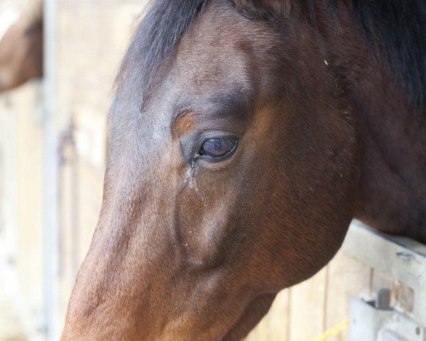 dressage horse Sam 778 (Little German Riding Horse, 2000)