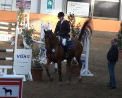 jumper Havinga's Balando (KWPN (Royal Dutch Sporthorse), 2006, from Indoctro)