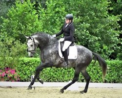 Pferd Bucaro De Centurion (Pura Raza Espanola (PRE), 2016, von Rhin de Centurion (Rhin de Mar...)