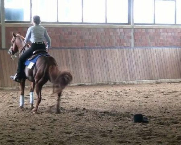 Pferd Little Steppin Lena (Quarter Horse, 2002, von Hes A Steppin Jac)