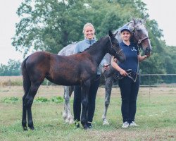 Pferd Astraea vom Buchholzwald (Barockpinto, 2022, von Aturio vom Buchholzwald)